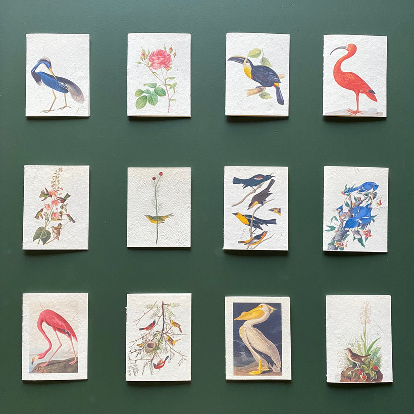 Wildlife Illustrations- Handmade Greeting Cards