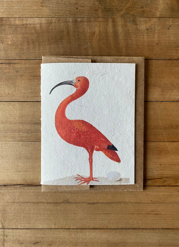 Escarlet Ibis with Egg handmade greeting card